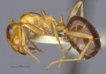 Media type: image;   Entomology 8880 Aspect: habitus lateral view